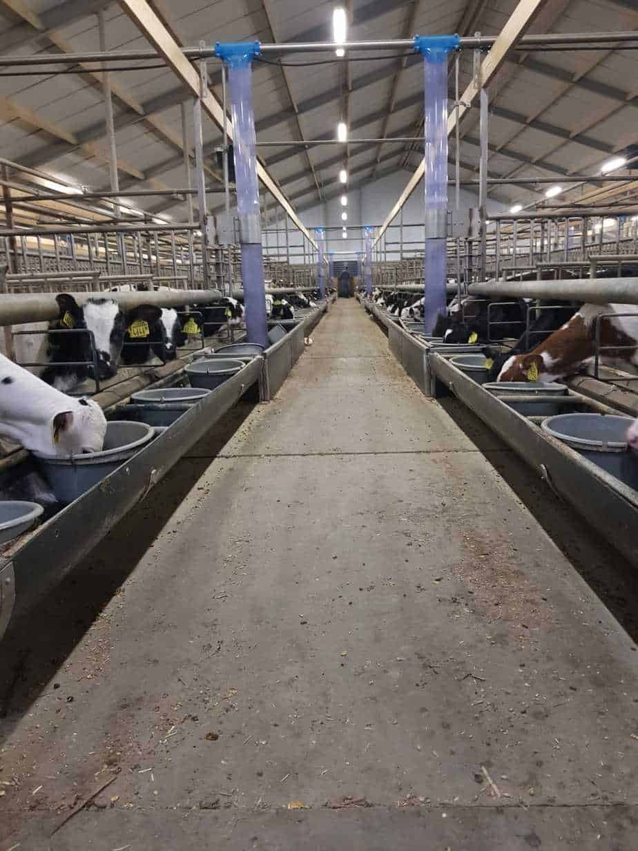 Kwaliteitsvlees kopen - kalverhouderij